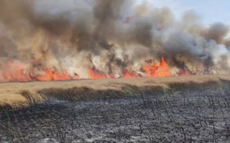 Brzesko: Płonie blisko 100 hektarów pól. Ogień niebezpiecznie zbliża się do lasu.